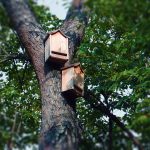 Two wooden bat boxes on tree